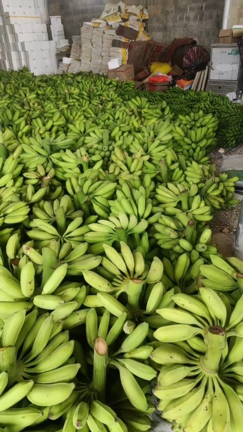 广西牛角蕉新鲜大芭蕉产区直供