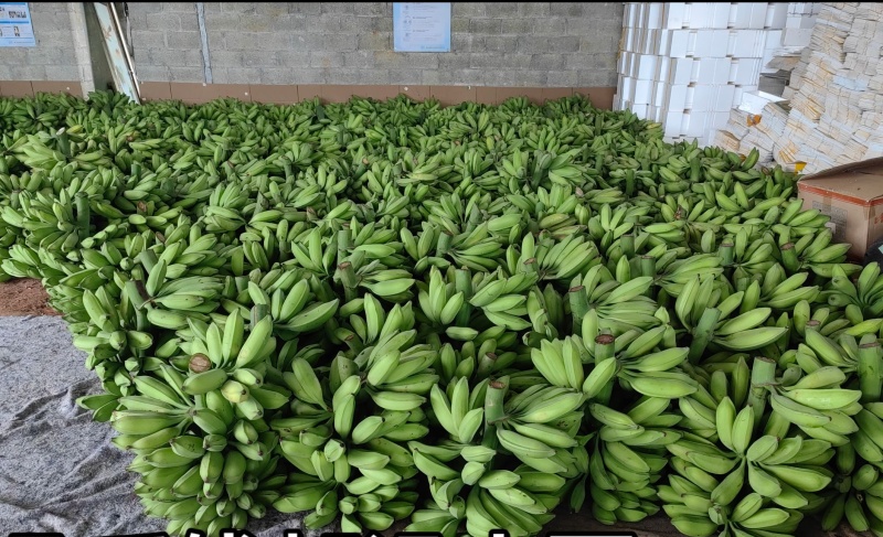 广西牛角蕉新鲜大芭蕉产区直供