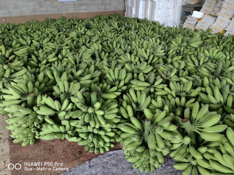 广西牛角蕉新鲜大芭蕉产区直供