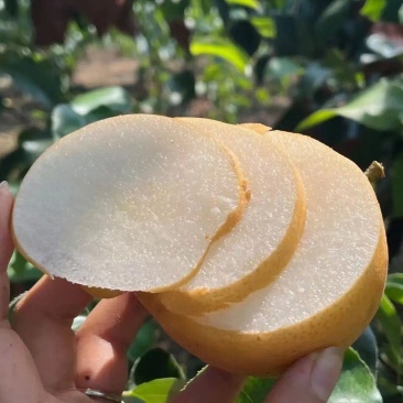 清甜可口，肉质化渣