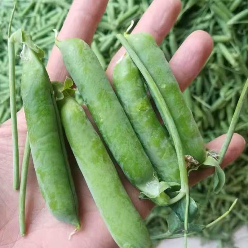 绿宝石长寿仁豌豆种子蔓生白色花抗白粉病荷兰豆雪豆家用青豆