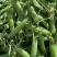 绿宝石长寿仁豌豆种子蔓生白色花抗白粉病荷兰豆雪豆家用青豆