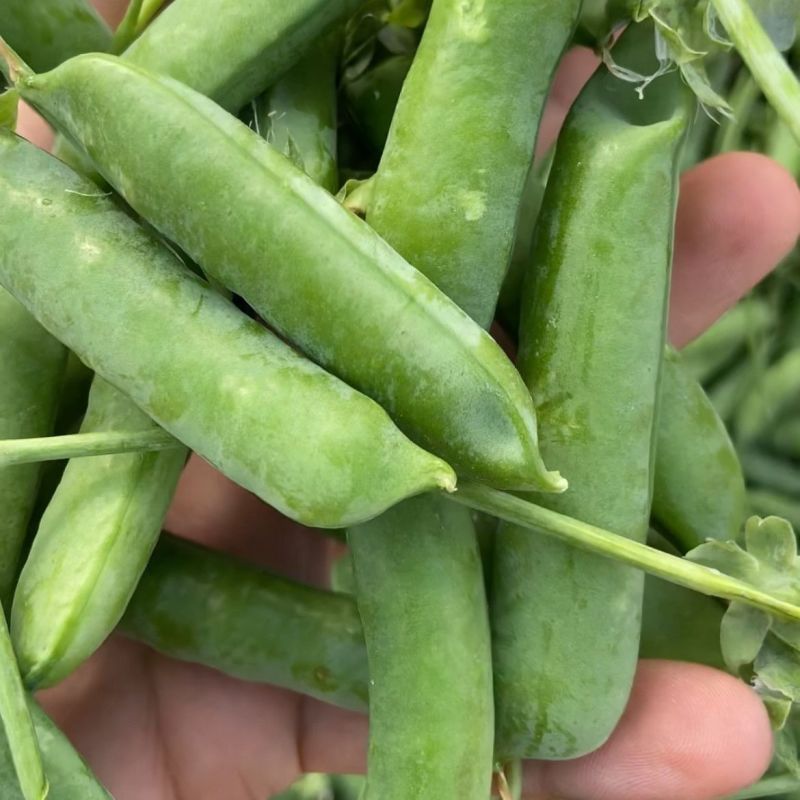绿宝石长寿仁豌豆种子蔓生白色花抗白粉病荷兰豆雪豆家用青豆