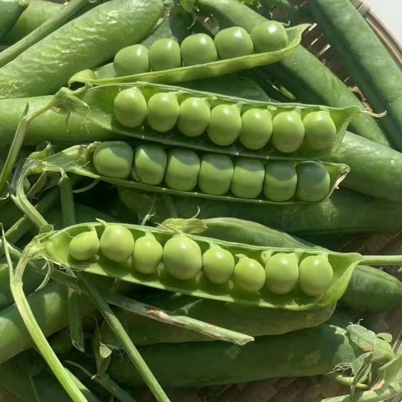 绿宝石长寿仁豌豆种子蔓生白色花抗白粉病荷兰豆雪豆家用青豆