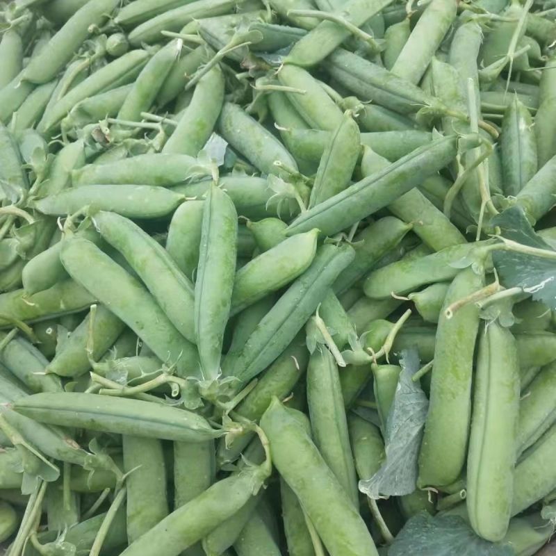 绿宝石长寿仁豌豆种子蔓生白色花抗白粉病荷兰豆雪豆家用青豆