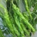 广元市曾家高山蔬菜基地：苏椒、二荆条、三月瓜等蔬菜