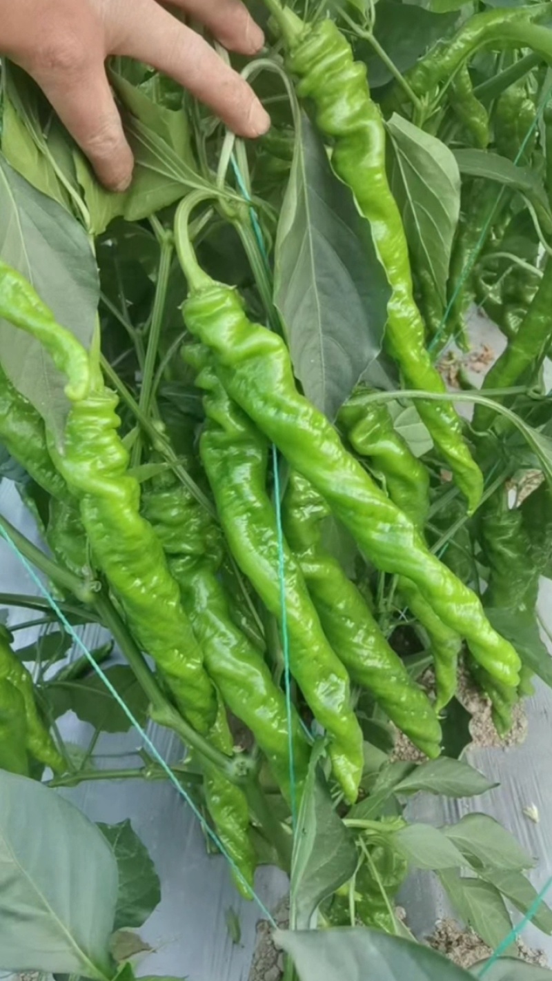 广元市曾家高山蔬菜基地：苏椒、二荆条、三月瓜等蔬菜
