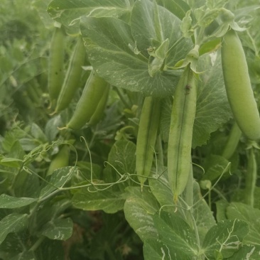 山地大粒长寿仁豌豆种子白花青豌豆种籽春秋播丰产嫩豆豌豆