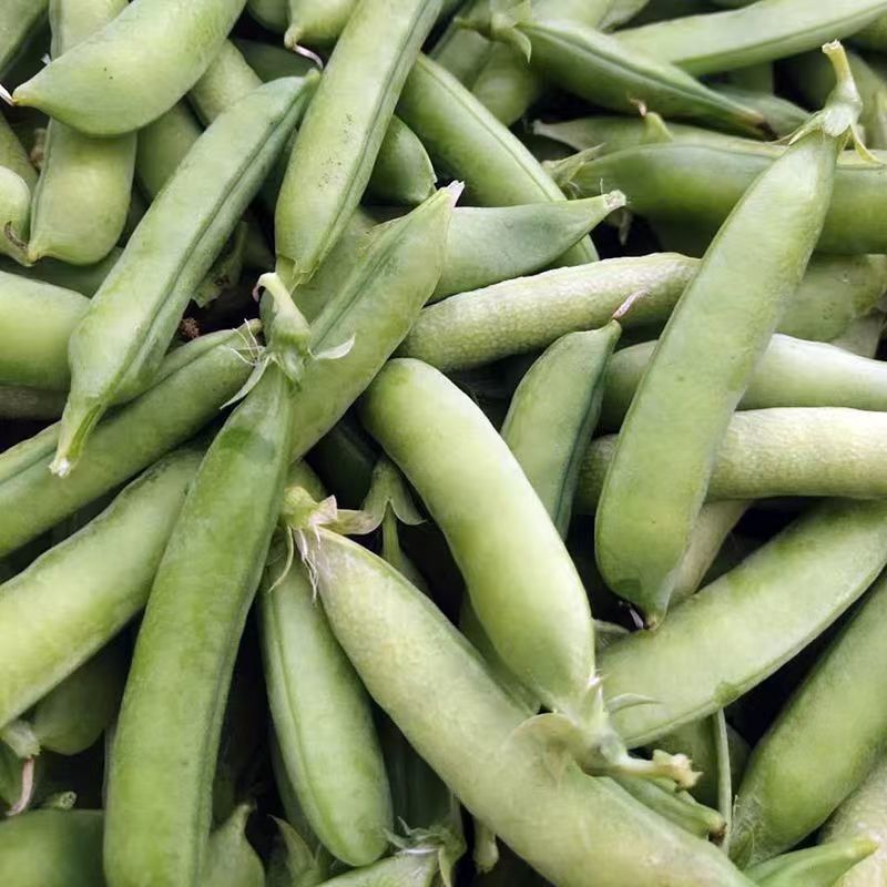 山地大粒长寿仁豌豆种子白花青豌豆种籽春秋播丰产嫩豆豌豆