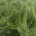 山地大粒长寿仁豌豆种子白花青豌豆种籽春秋播丰产嫩豆豌豆