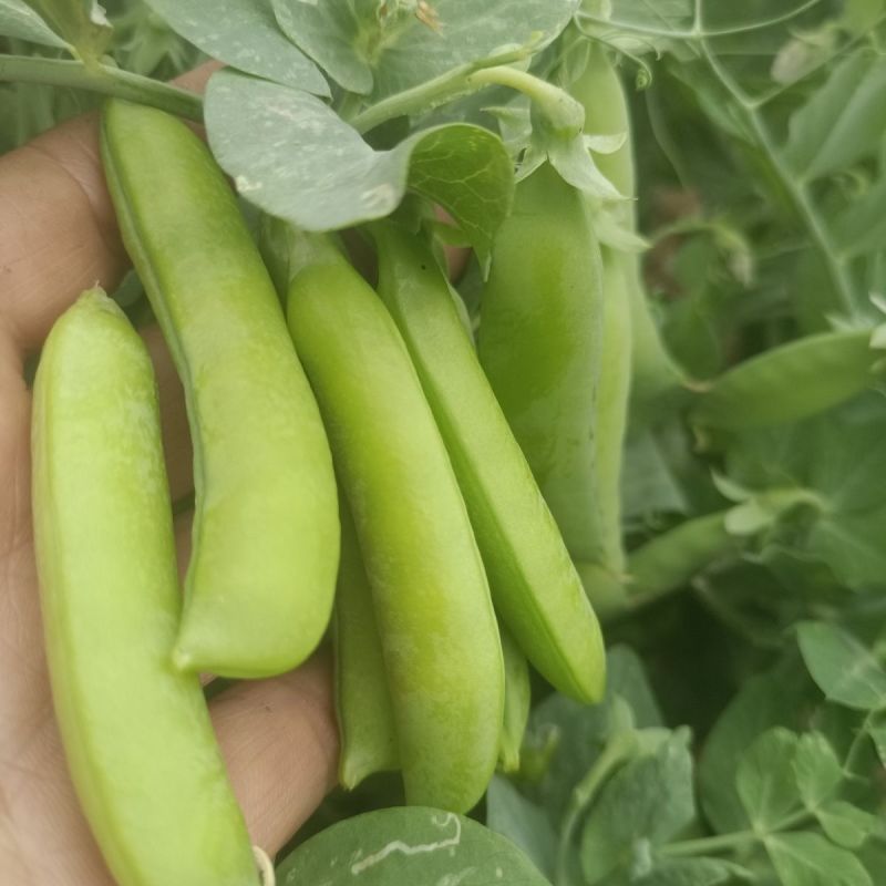 山地大粒长寿仁豌豆种子白花青豌豆种籽春秋播丰产嫩豆豌豆