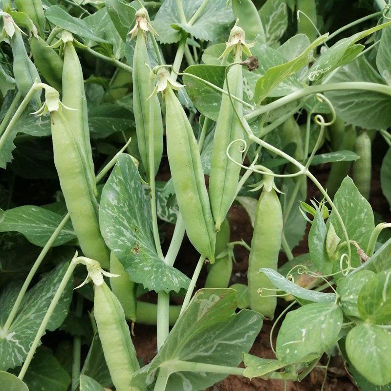 山地大粒长寿仁豌豆种子白花青豌豆种籽春秋播丰产嫩豆豌豆