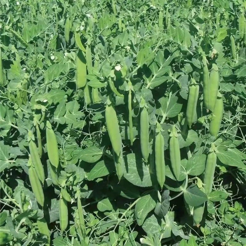 山地大粒长寿仁豌豆种子白花青豌豆种籽春秋播丰产嫩豆豌豆