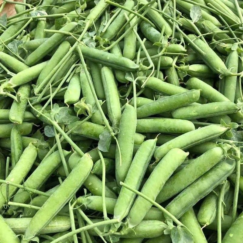 山地大粒长寿仁豌豆种子白花青豌豆种籽春秋播丰产嫩豆豌豆