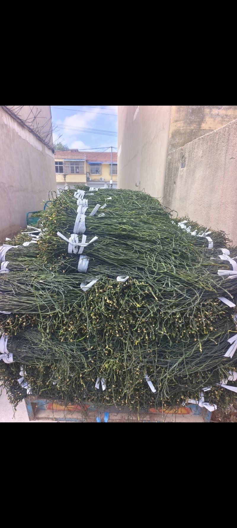 精品干豆角，豆角丝，干豇豆，批发零售代收代发