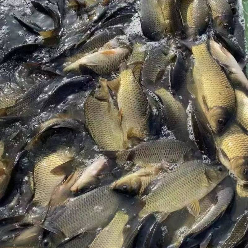 黄金鲫
