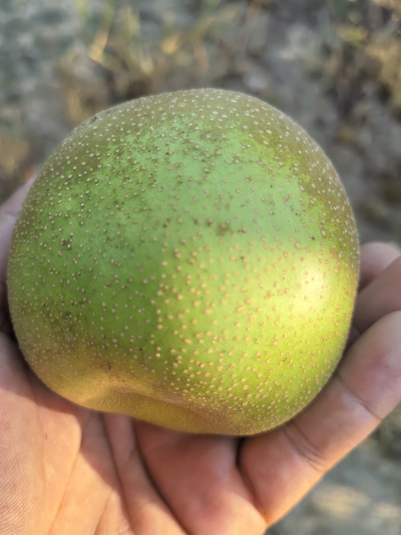 湖北宜城脆冠梨已大量上市