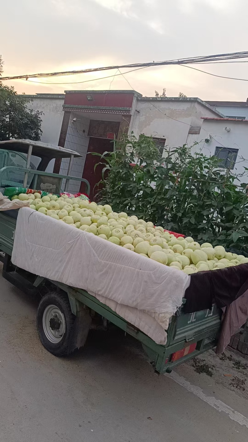 甜瓜大量现货！有市场老板可以联系