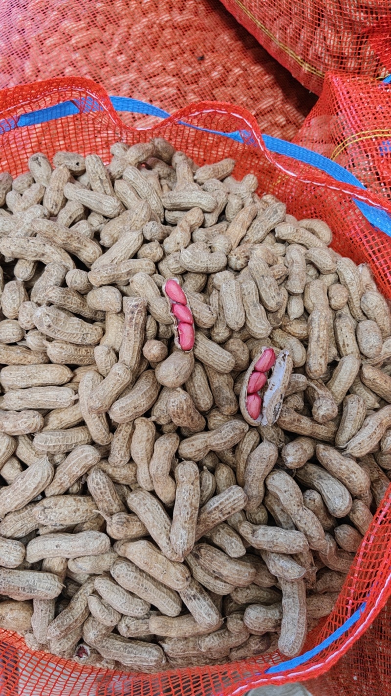 湖北四粒红鲜花生，颗粒饱满，口感甘甜产地直发