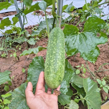毛节瓜