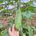 毛节瓜