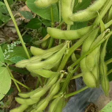 毛豆大量供应中，基地毛豆量大