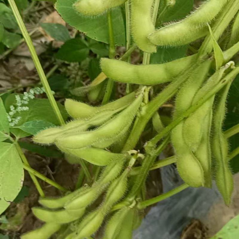 毛豆大量供应中，基地毛豆量大