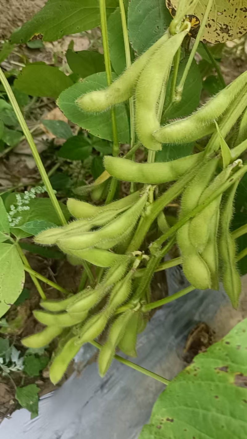毛豆大量供应中，基地毛豆量大