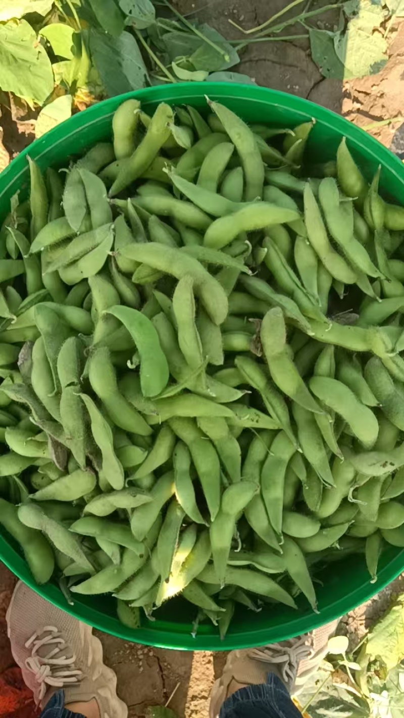 毛豆大量供应中，基地毛豆量大