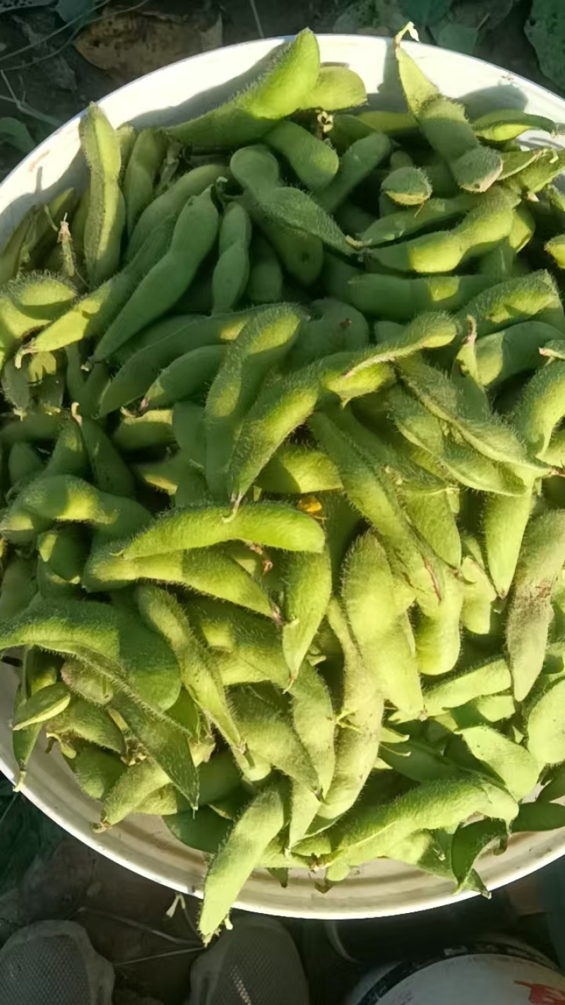 毛豆大量供应中，基地毛豆量大