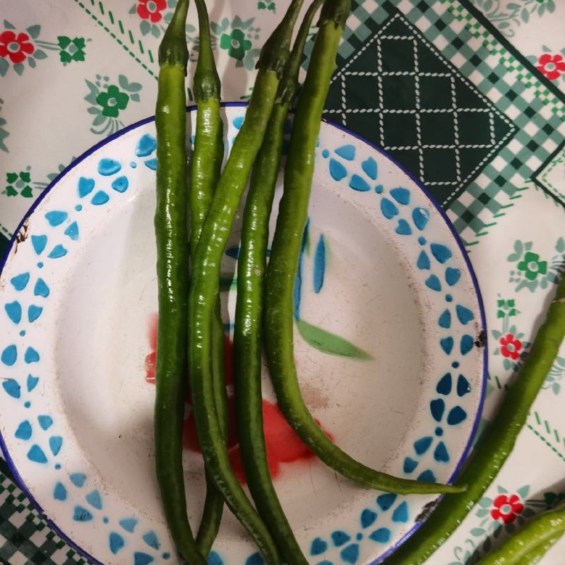 线椒