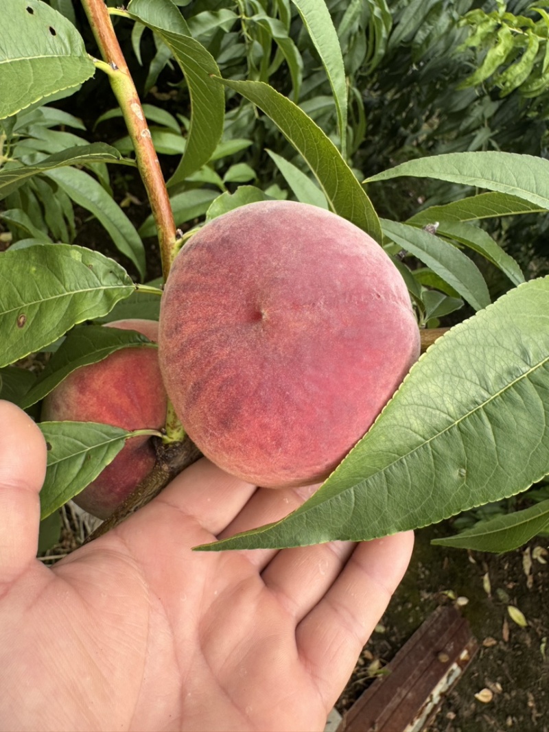 红夏大量开园上市！