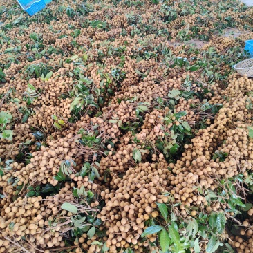 广东茂名龙眼