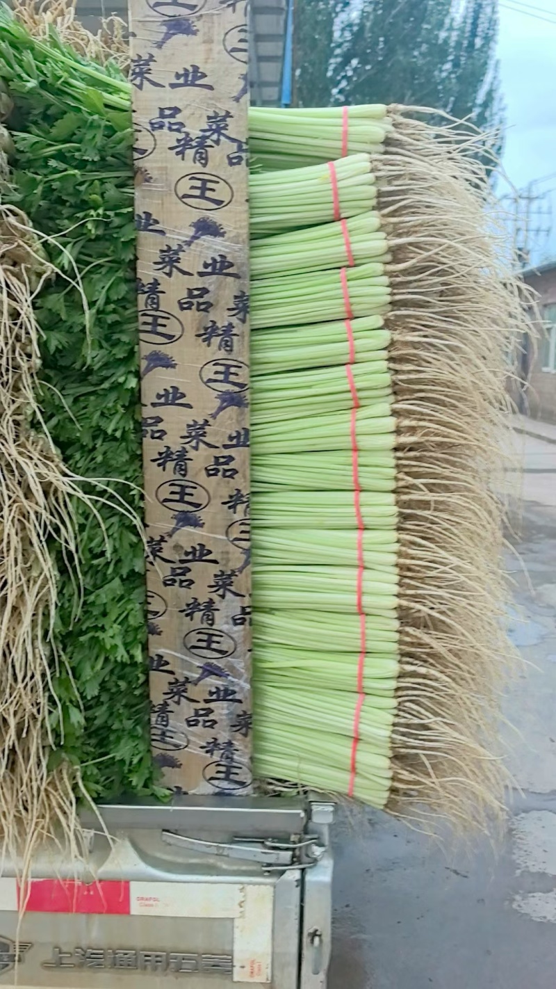 宁夏银川香芹大量上市。适合全国各大市场。支持各种包装。
