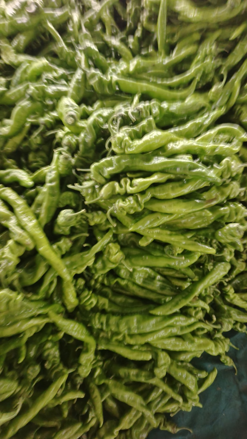 龙椒