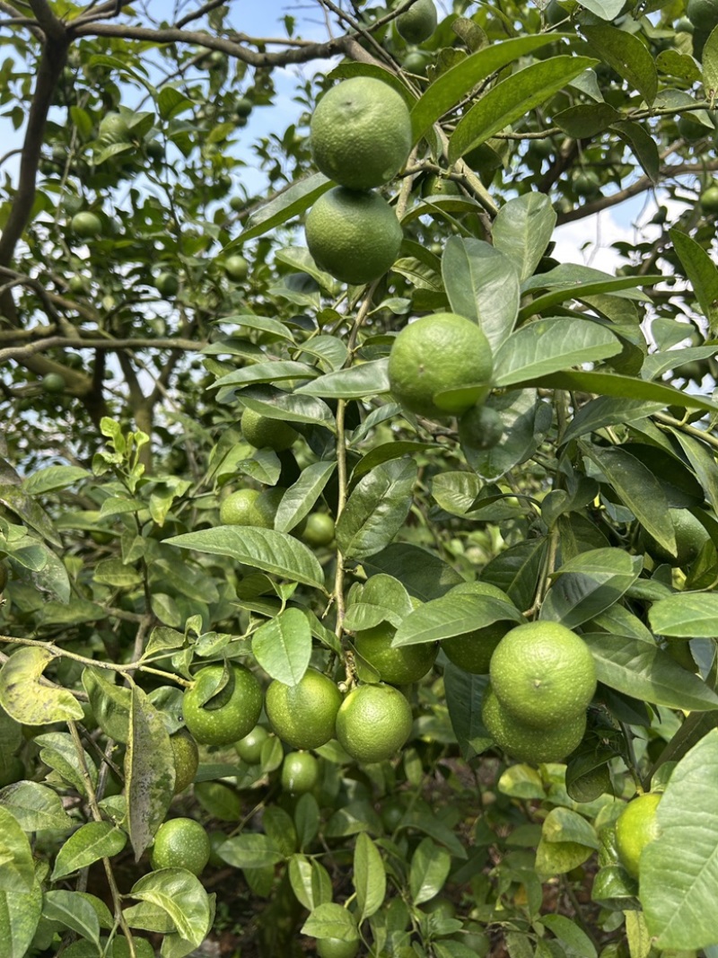 土柠檬，云南红河州小青柠，大量上市有需要的可以联系我