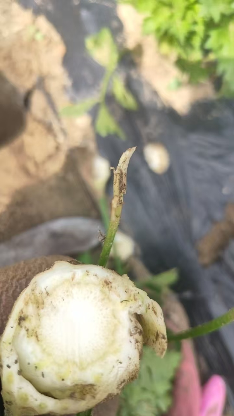 凯尔文大西芹