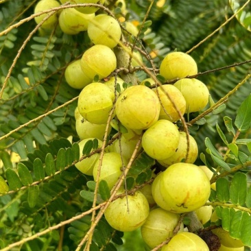 油甘果