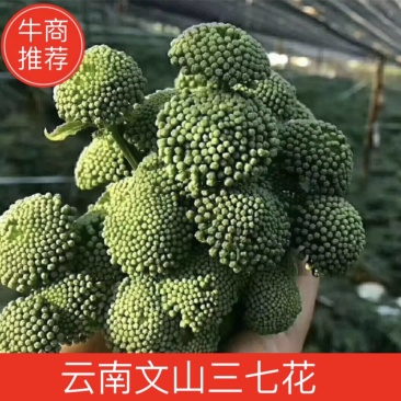 2025年新三七花云南文山三七花【包邮】