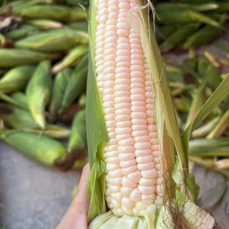 糯玉米