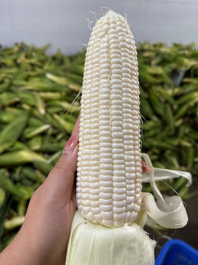 糯玉米