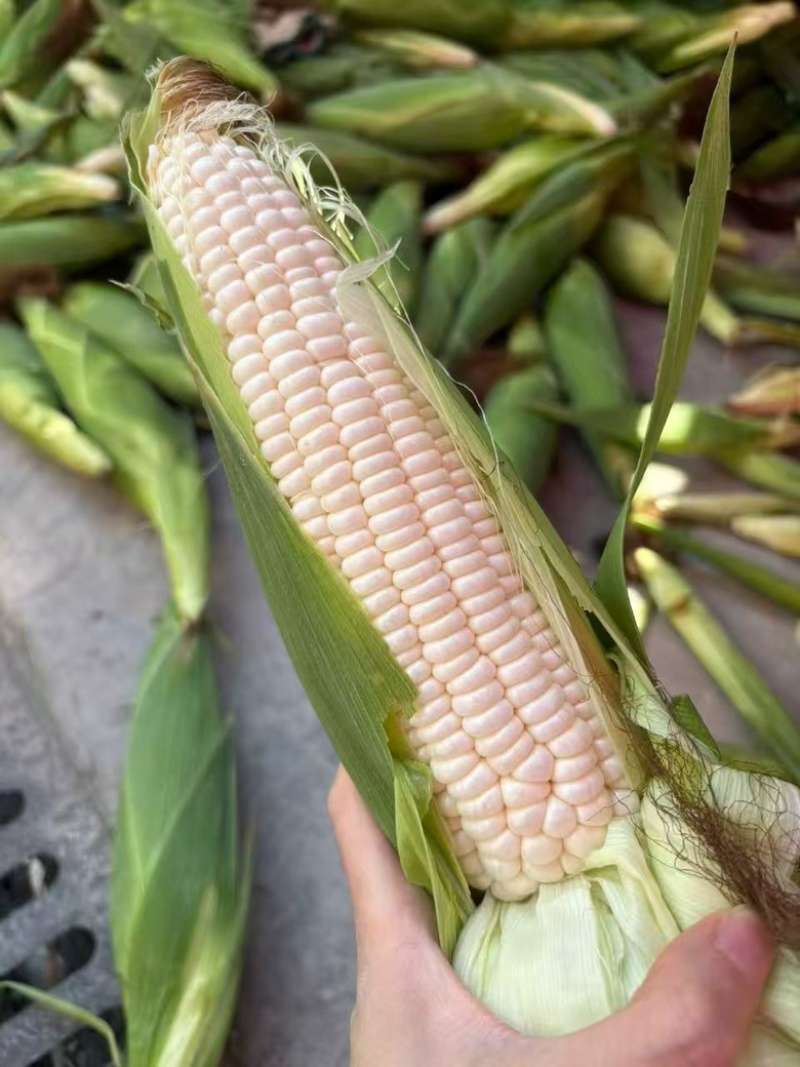 糯玉米