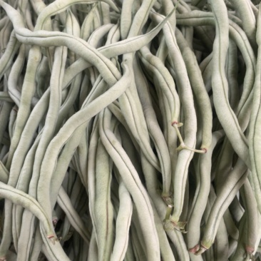 我买无经豆，四季豆