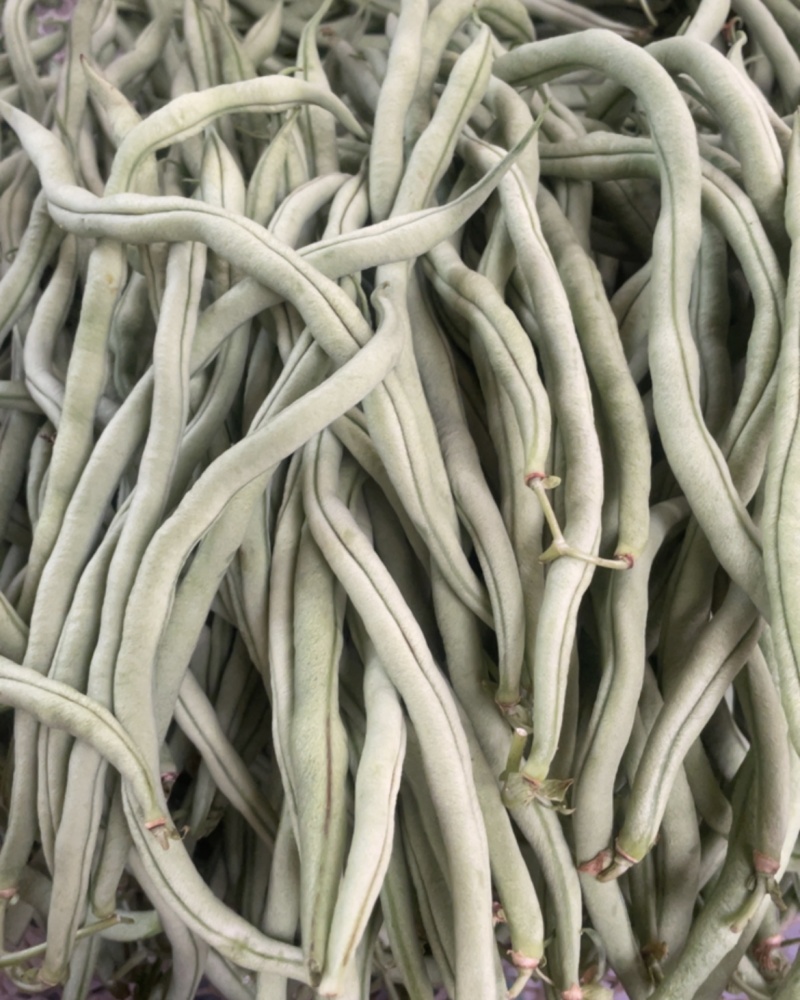 我买无经豆，四季豆