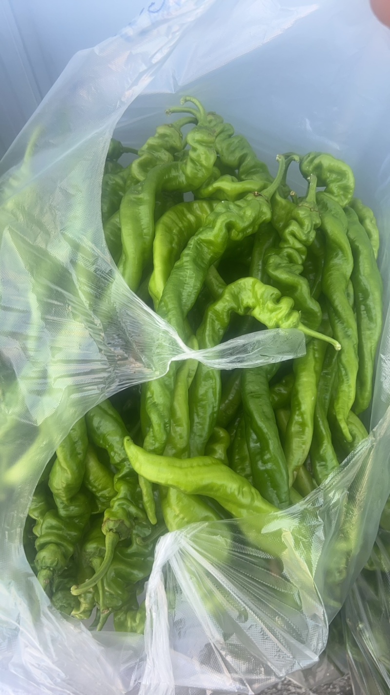 螺丝椒
