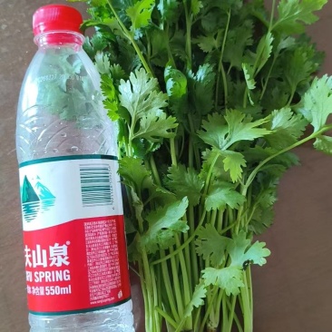 铁杆香菜