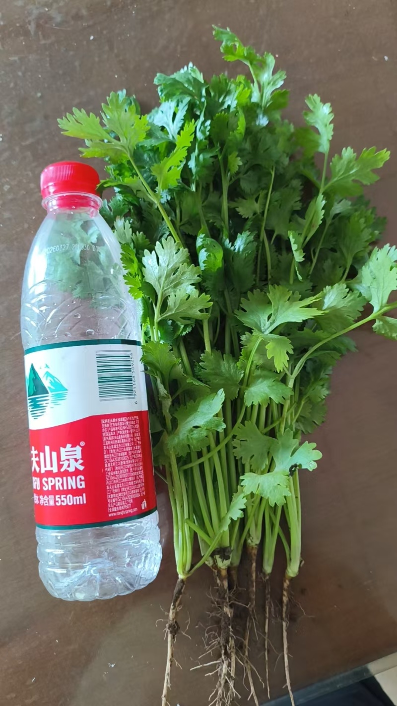 铁杆香菜