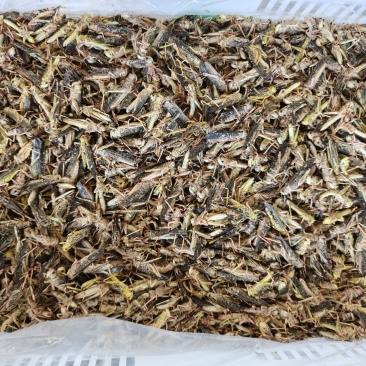 新货二茬冷冻大包装
