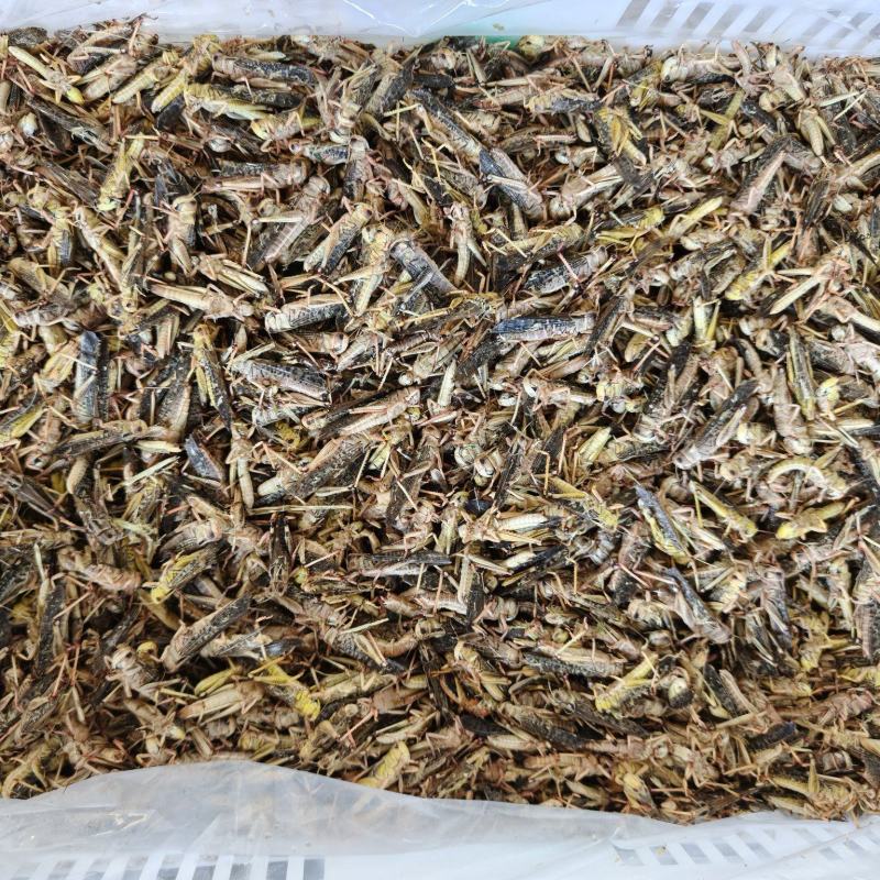 新货二茬冷冻大包装