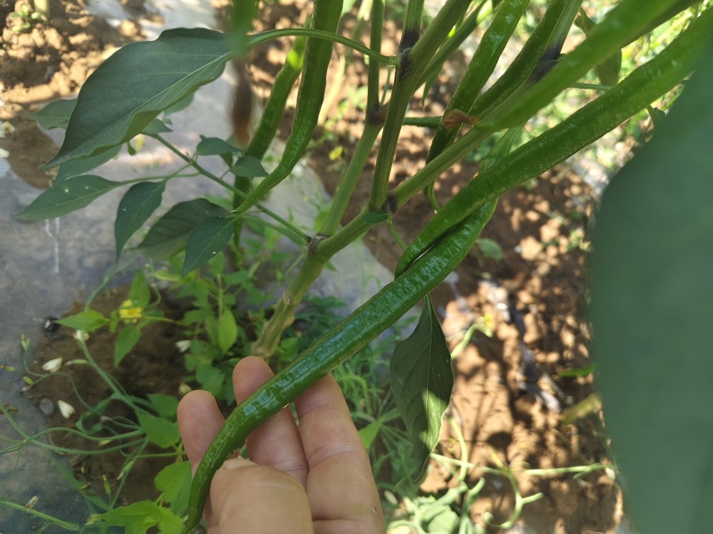 自种自销，通货，精品二荆条，需要老板，电话洽谈合作。